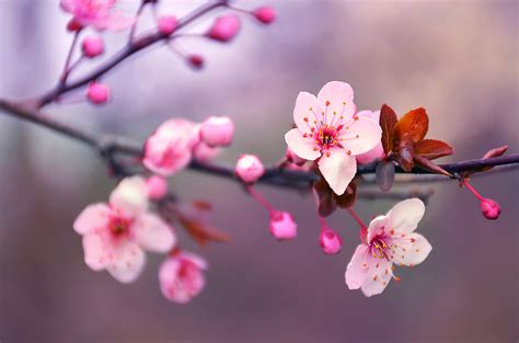 Le ammiravo fin da bambina e in effetti anche quelle sono durate tanti anni. Fiori di ciliegio: significato, caratteristiche, quando e ...