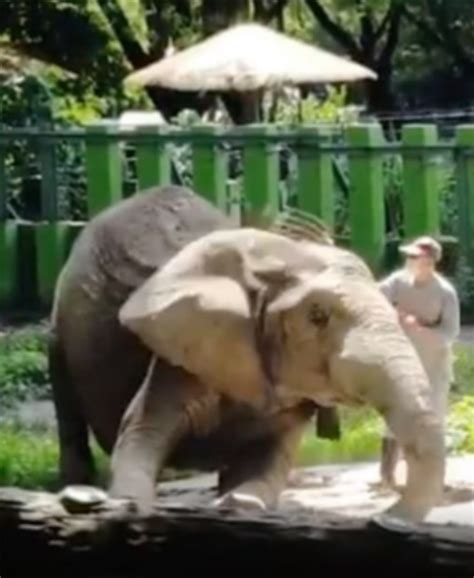 An Elephant Returns To See The Man Who Raised Him For Decades Since