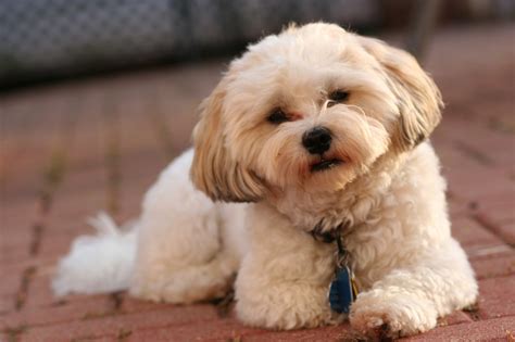Perro Cachorro Mascota Foto Gratis En Pixabay Pixabay