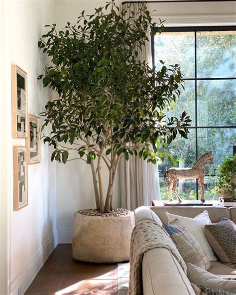 Crushing On Large Indoor Trees Stacy Risenmay