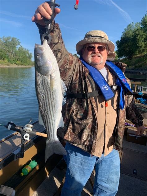 Sacramento River Fish Report Ca