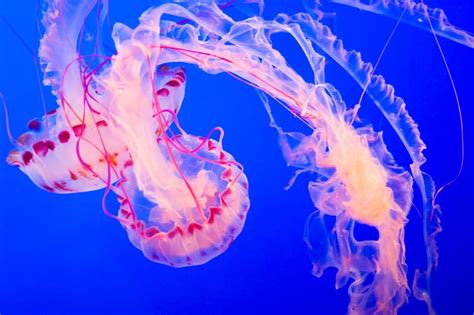 Check spelling or type a new query. Cnidaria