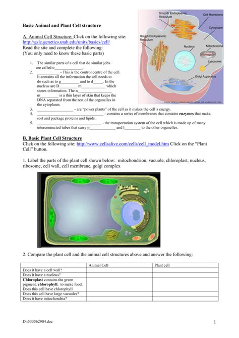 Cellsalive cell cycle worksheet answers. Cells Alive Cell Cycle Worksheet Answers : Interactive ...