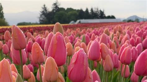 Skagit Valley Tulip Festival Expects Late Bloom Due To Weather The