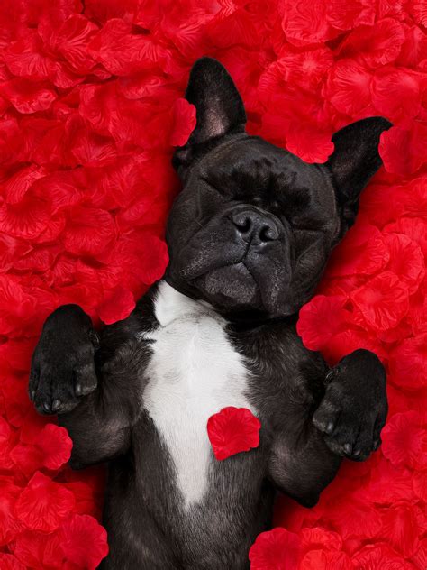 Valentines Day Loading Piccoli Cuccioli Bulldog Francese Bulldog