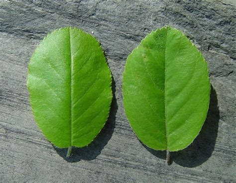 Amelanchier Spicata Dwarf Serviceberry Dwarf Shadbush Go Botany