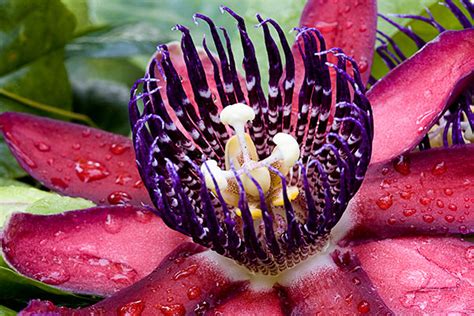 Passion Flowers Beautiful Flower Pictures Blog