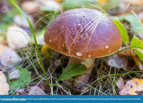 Big White Mushroom In Autumn Forest Stock Image Image Of Leaves