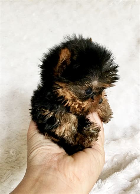 We send you healthy teacup puppies safely to any place in the world. Micro Pocket Tiny Teacup Yorkie Puppies For Sale | Dog ...