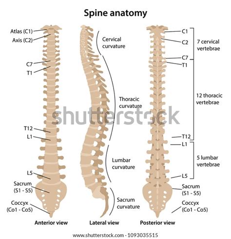 Vertebral Column Diagram Labeled