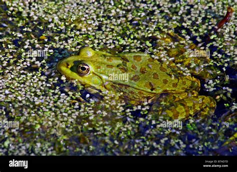 Common Water Frog Edible Frog Rana Esculenta Stock Photo Alamy