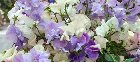 Theres Just Something About Sweet Peas Daves Garden Sweet Pea