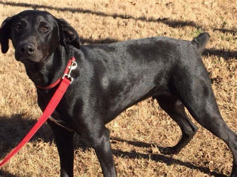 Pure breed doberman puppies for sale our beautiful dobermans lady and zeus have had a litter of 6 puppies 4 boys & 2 girls all black and tan looking for a. Doberman Black Lab mix, 8 mos old for Sale in Simpsonville ...