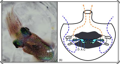 Anatomy Of The Hawaiian Bobtail Squid Euprymna Scolopes A