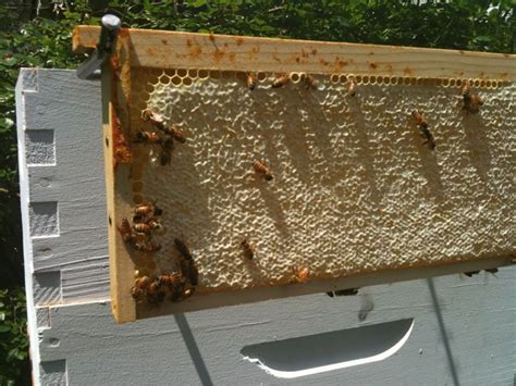 Plan Bee Brooklyn Beekeeping