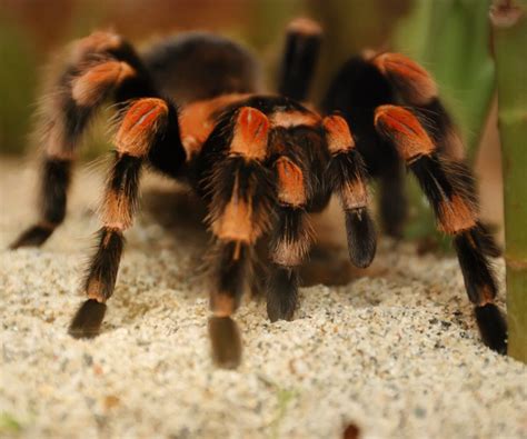 Interesting Facts About Tarantulas