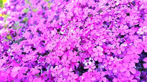 Fotos Gratis Flor Púrpura Pétalo Primavera Rosado Lavanda