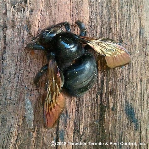 Golden Snitch Of The Bee World Male Valley Carpenter Bees Take Flight Thrasher Termite And Pest