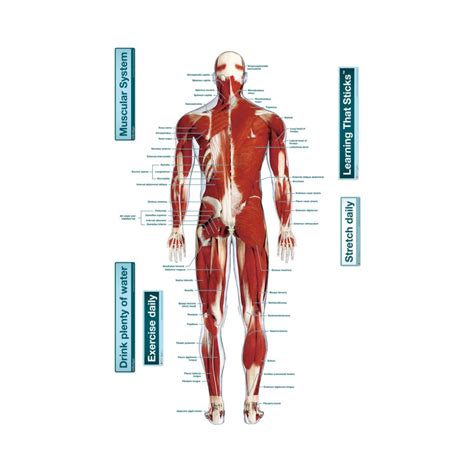 Muscles are the only tissue in the body creatine phosphate donates its phosphate group to adp to turn it back into atp in order to. The Muscular System Labeled | Muscular system labeled ...