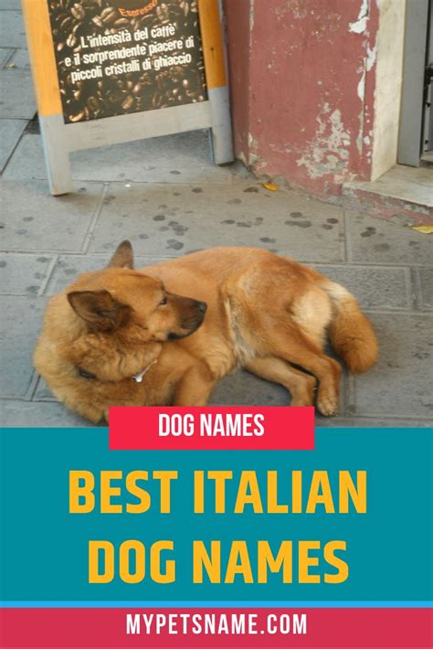 Best Italian Dog Names
