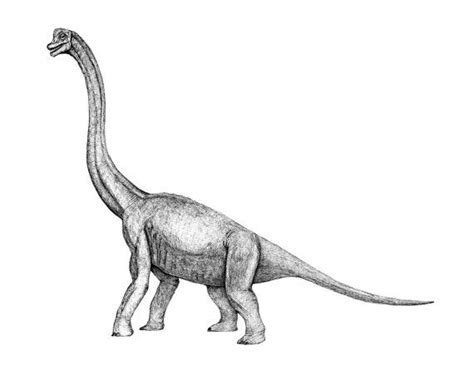 Brachiosaurus Simple Dinosaur Drawing Peepsburghcom