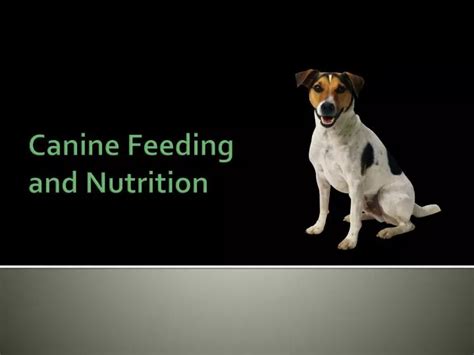 Ppt Canine Feeding And Nutrition Powerpoint Presentation Free