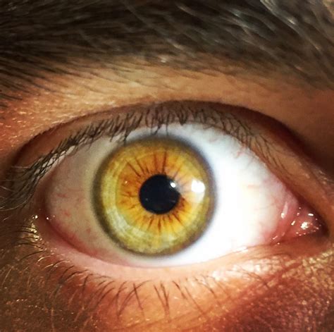 Brown Green Amber Eyes