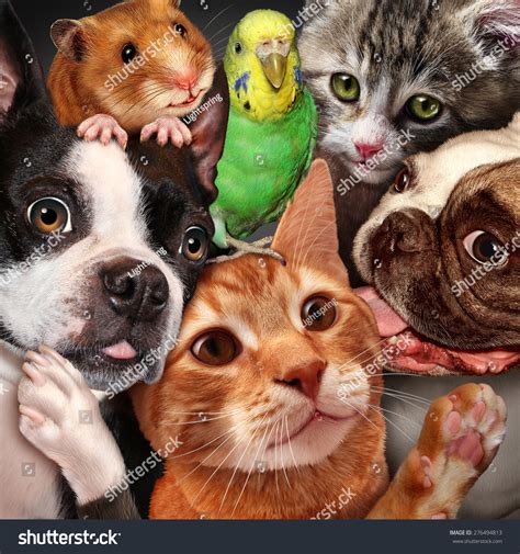 伴侶動物 の画像、写真素材、ベクター画像 Shutterstock