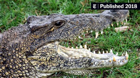 a newly discovered difference between alligators and crocodiles the new york times