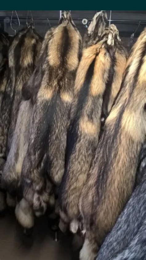 Wild Raccoon Dog Pelts Furs Etsy