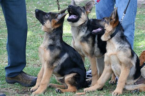 This article will focus on the cost of buying and raising a gsd so you know what to expect and how much funds to allocate ahead of time if you finally decide. How Much Does A German Shepherd Cost: Average Cost And Where Can I Buy