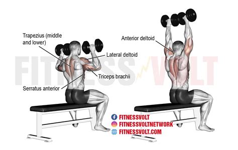 Seated Dumbbell Overhead Press Shoulders Fitness Volt