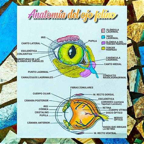 Anatomía del ojo del gato en Anatomia veterinaria Anatomía Anatomía del ojo