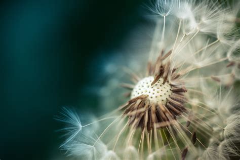 White Dandelion Flower Close Up Photography · Free Stock Photo