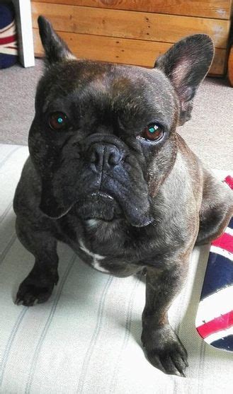 The french women, especially, were attracted to these little bulldogs, especially those with erect ears (a common but disliked feature in england). Gallery of Succesful Adoptions - FRENCH BULLDOG RESCUE GB