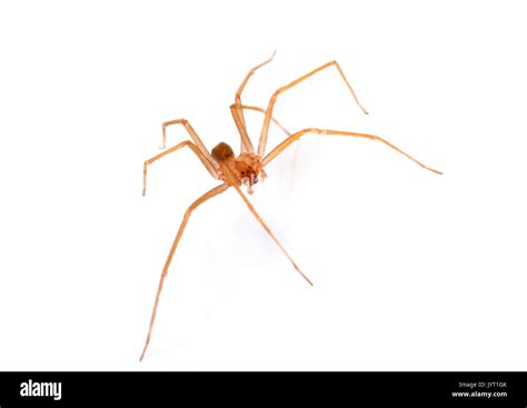 Brown Recluse Hi Res Stock Photography And Images Alamy