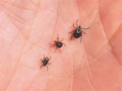 Cdc Warns About Red Meat Allergy Caused By Some Tick Bites Mpr News