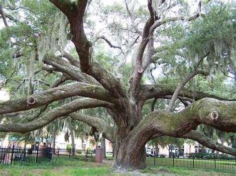 Florida Live Oak Trees Verla Harlan