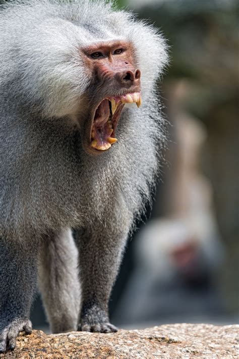 Baboon yawning | Baboon, Noahs ark animals, Animal planet