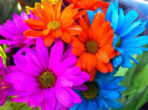 Martha Olsen Tie Dye Flowers Delivery Flowers By Zoe Tie Dye Star