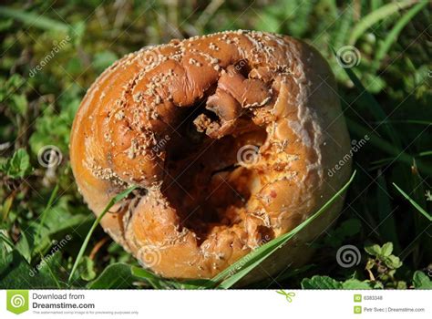 Rotten apple #1 stock photo. Image of round, foul, rancid - 6383348