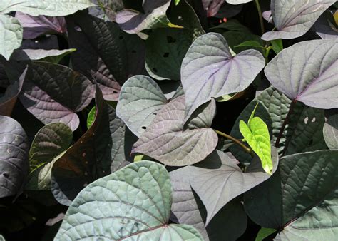Hope someone knows what this is. Ornamental sweet potato vines make carpet of color ...