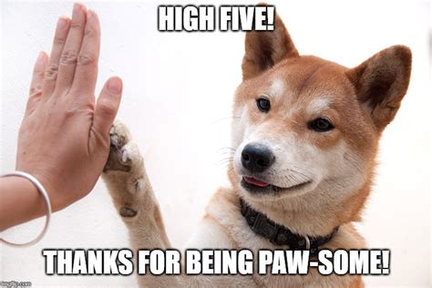 Paw Some Doge Imgflip