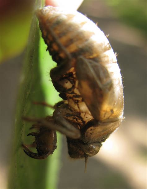 Cicadas Part I Backyard And Beyond