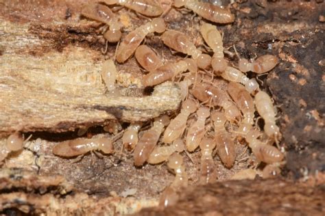 Help How Do I Stop Termites From Swarming In My Yard Top 5 Tips