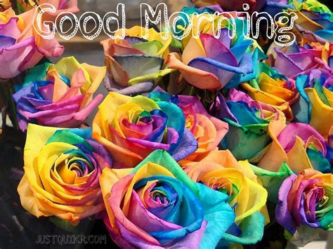 Good Morning Rose Pics Images
