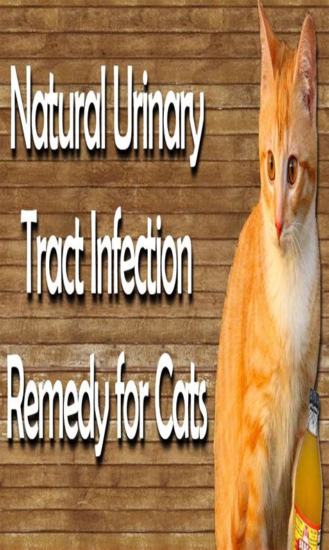 Blood In Cats Urine Male Home Remedies Cat Meme Stock Pictures And
