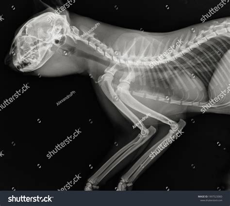 Стоковая фотография 1997523083 Cat Thoracic Radiography Feline Head