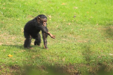 Chimpancé Común Con Un Chimpancé Del Bebé Foto De Archivo Imagen De