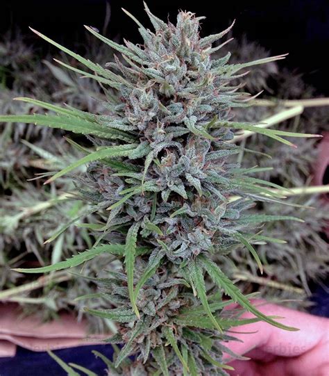 Purple 1 Feminized Seeds For Sale Information And Reviews Herbies